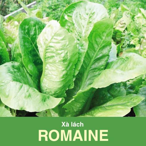 Hạt Giống Xà Lách Romaine Chịu Nhiệt 2 Gram