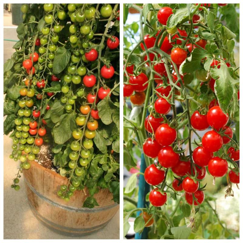 Hạt giống Cà chua bi chùm, cà chua cherry, cà chua chuỗi ngọc siêu quả tỷ lệ nảy mầm cao Dễ trồng
