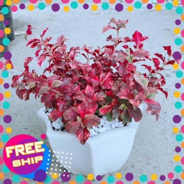 Chậu Ruby Đỏ