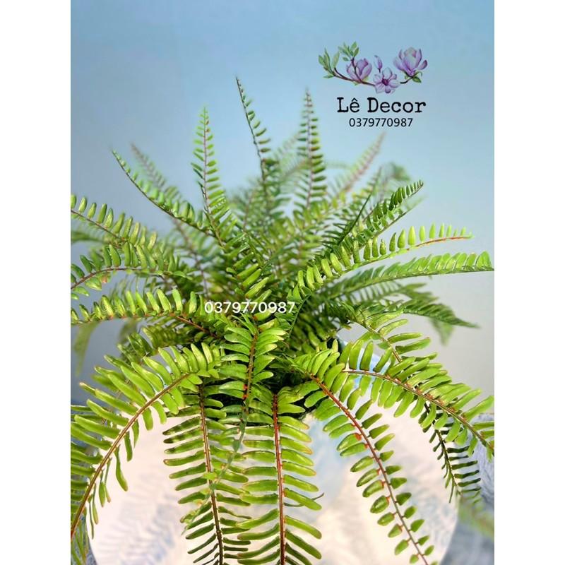 Chậu dương xỉ Decor cao cấp