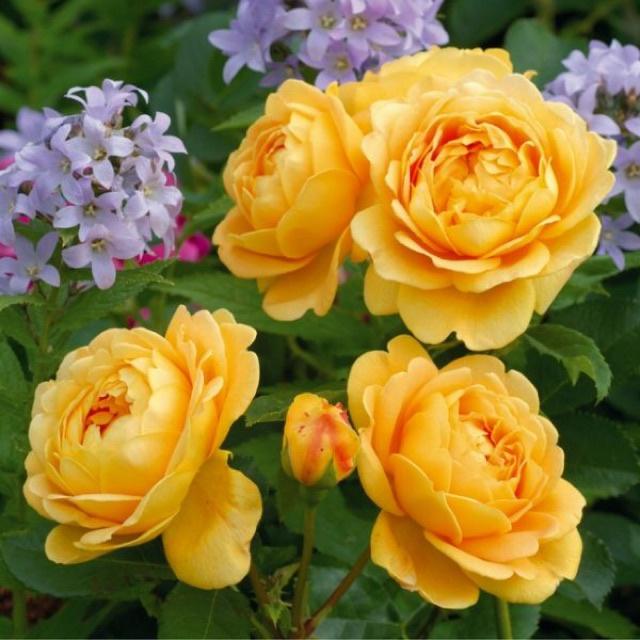 Cây giống Hoa hồng Golden Celebration Rose-bầu to lớn, cây trưởng thành trưởng thành