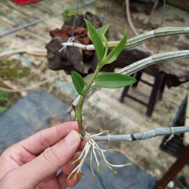 Lan Hạc Vỹ thiên cung