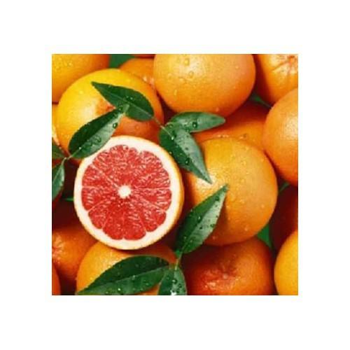 CÂY GIỐNG CAM CARA RUỘT ĐỎ KHÔNG HẠT SIÊU NGON SIÊU QUẢ- CAM KÊT GIỐNG CHUẨN F1 - CGCCRRDKH