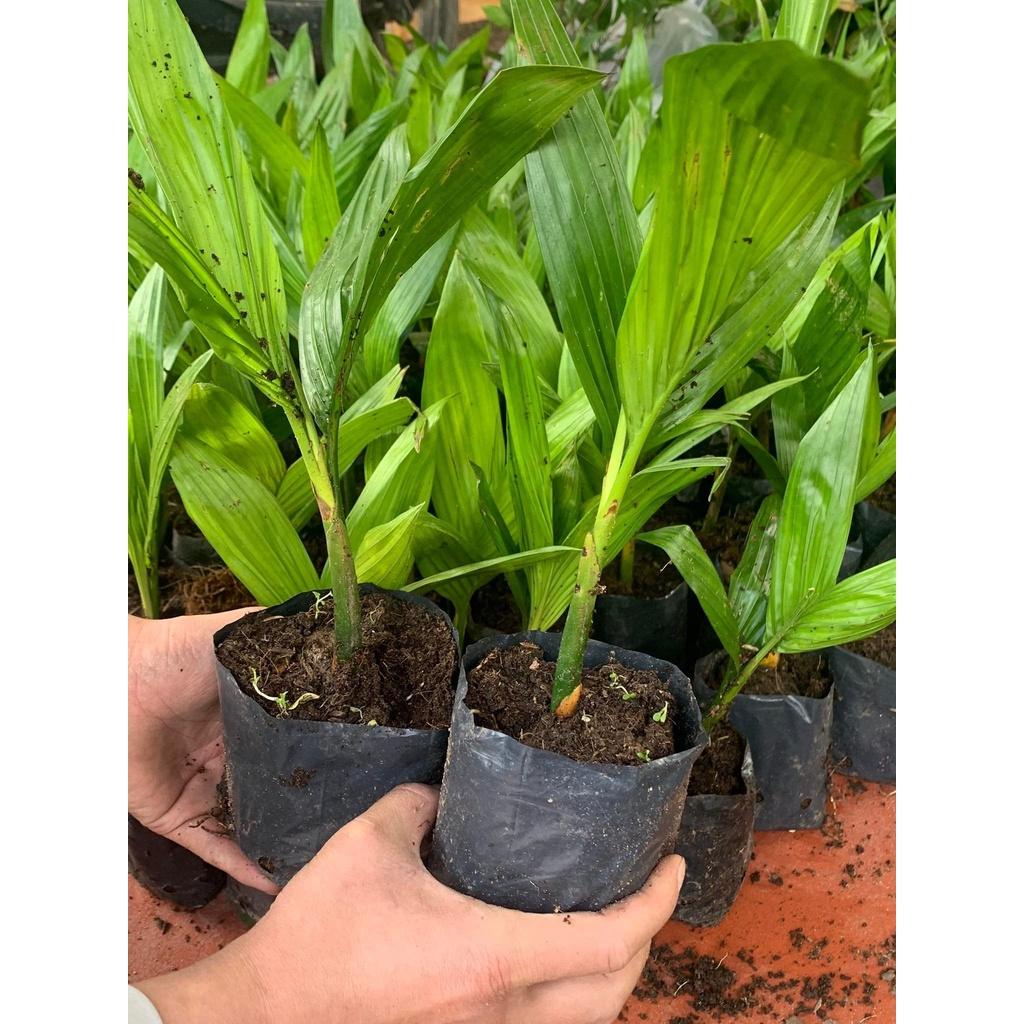 SẢN PHẨM: CÂY GIỐNG CAU LÙN TỨ QUÝ
