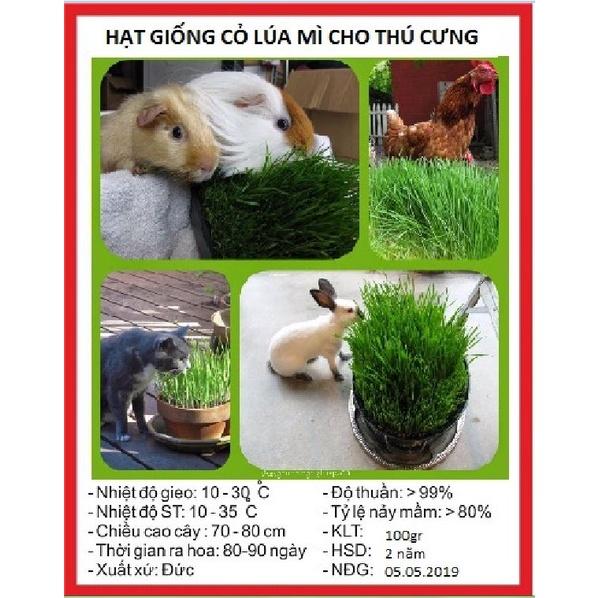 Hạt giống mầm cỏ lúa mì ,lúa mạch dể trồngnãy mầm đều ,dinh dưỡng cao)