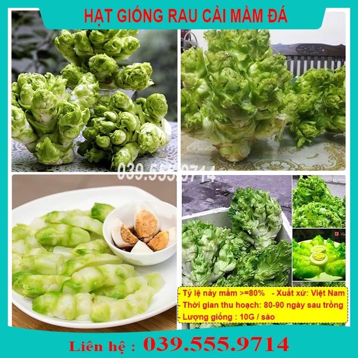 Hạt Giống Rau Cải Mầm Đá