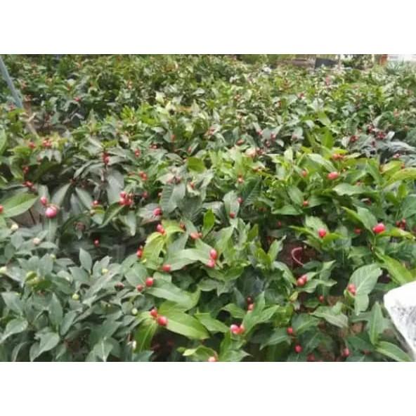 HOA HẢI ĐƯỜNG SẴN NỤ