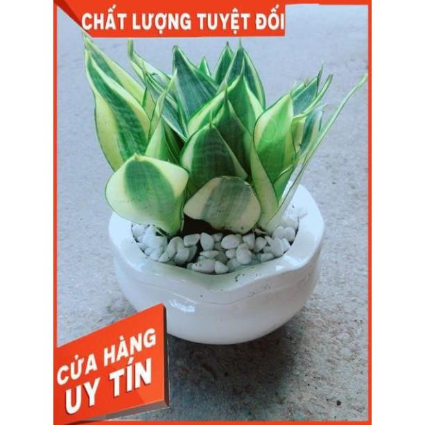 Chậu Lưỡi Hổ Thái