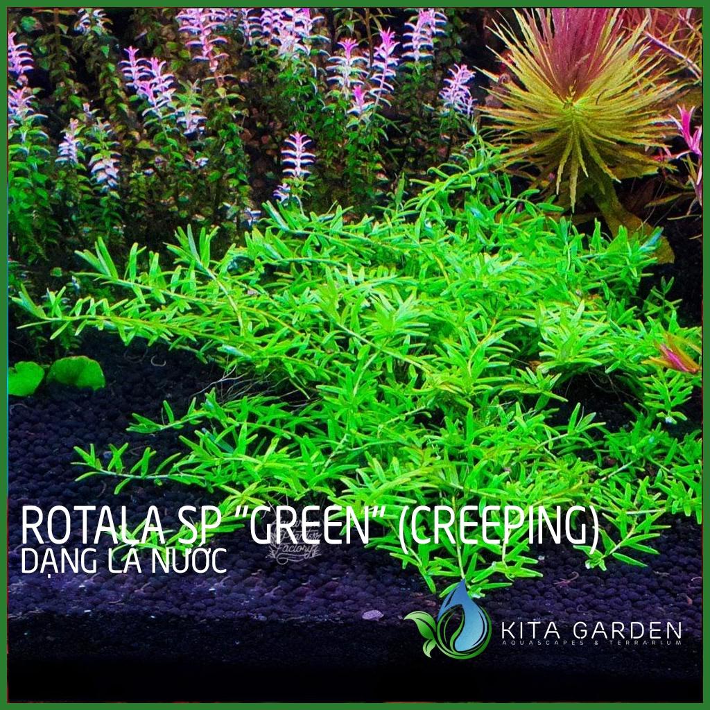 Cây thủy sinh Rotala xanh bò - Rotala sp "Green" - Cây Thuỷ Sinh - Cây Thủy Sinh Dễ Trồng - Cây Dạng Cạn
