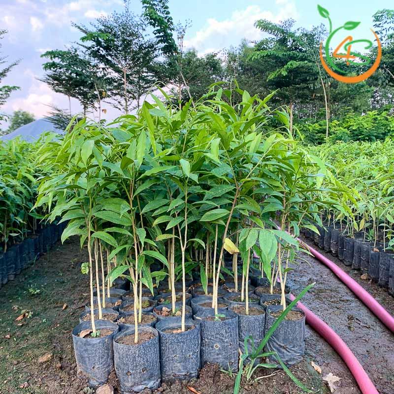Cây GIỐNG GIó Bầu