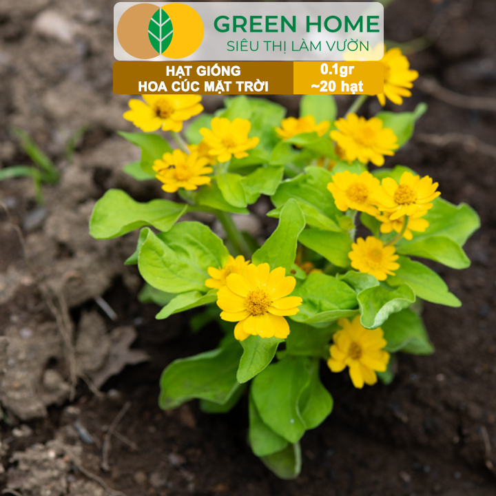 Hạt Giống Hoa Cúc Mặt Trời GreenHome, Gói 0.1g~20 hạt, Dễ Trồng Quanh Năm, Tỷ Lệ Nảy Mầm Cao H15