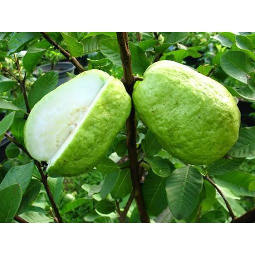 Cây giống Ổi lê Đài Loan . .