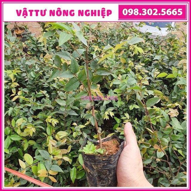 Cây giống nho thân gỗ tứ quý