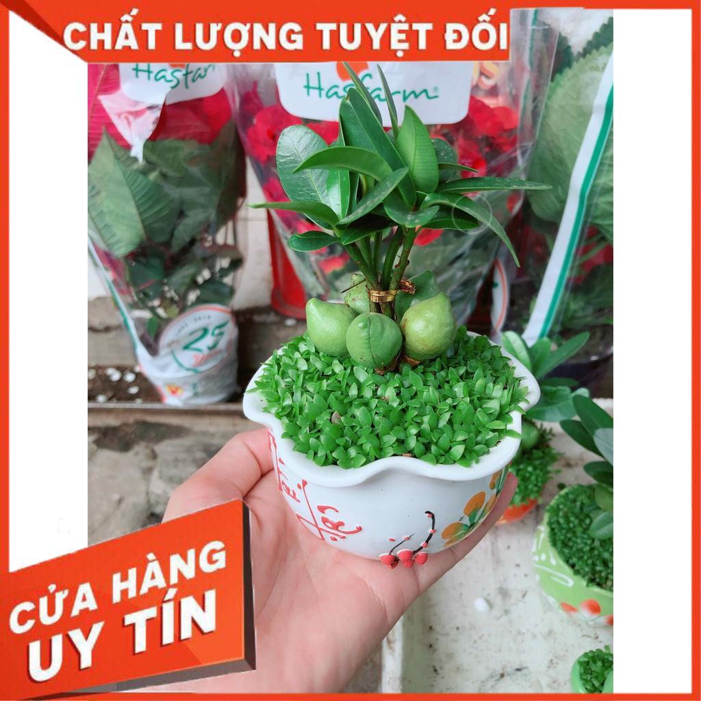 Chậu cây may mắn Nhiều Người Mua