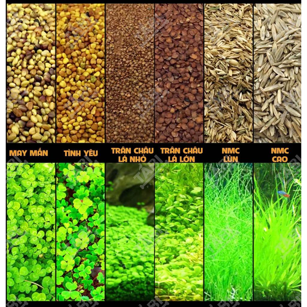 Hạt Giống Thuỷ Sinh - Cây Trồng Thuỷ Sinh