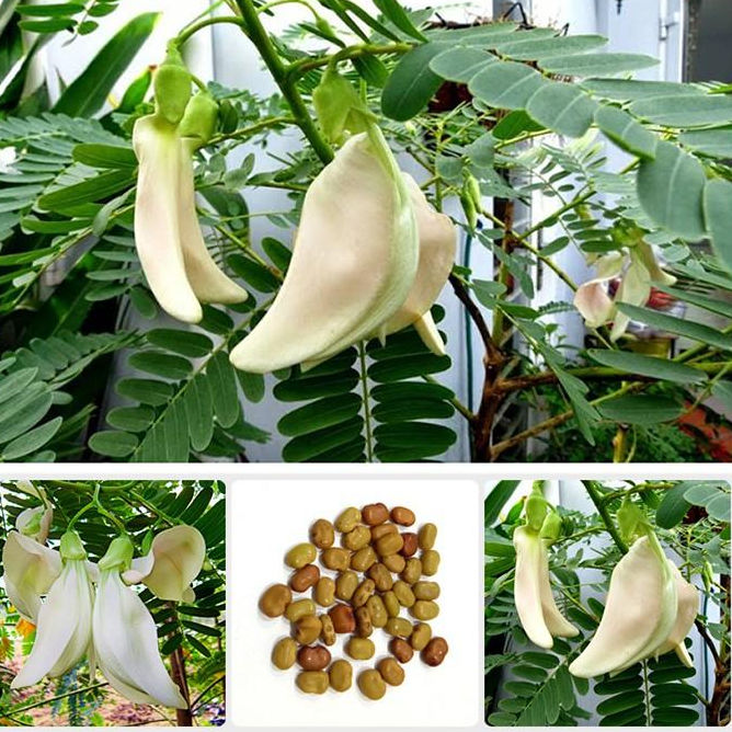 Hạt Giống Cây So Đũa – Điền Thanh Hoa Lớn - Giống Cỏ Chăn Nuôi