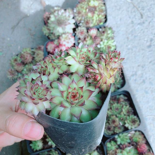 Sen Đá Phật Bà Đỏ