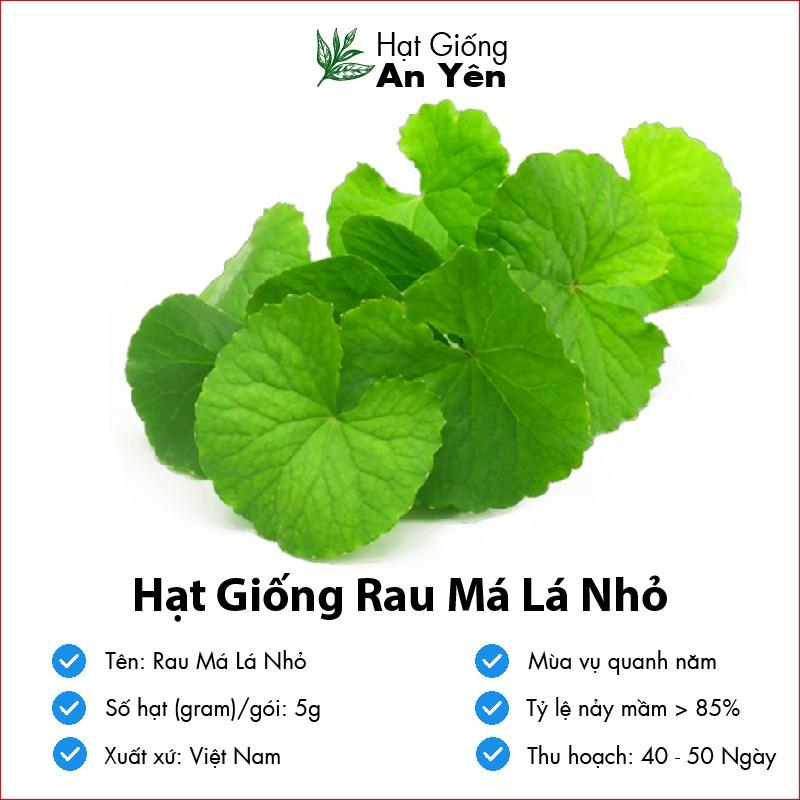 Hạt giống Rau Má Nhỏ thu hoạch sớm, dễ trồng, nảy mầm cao, sinh trưởng khoẻ