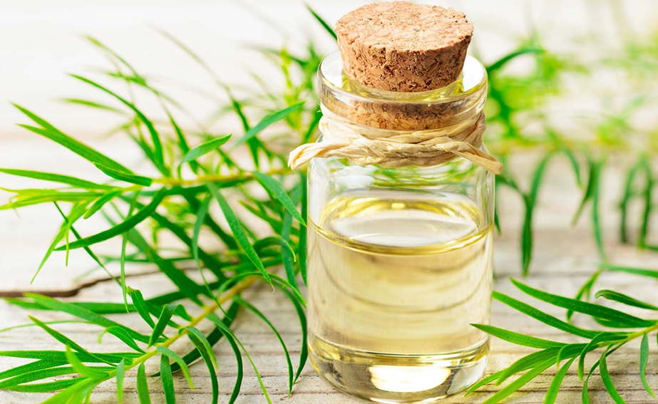 Tinh dầu Tràm Trà nguyên chất từ thiên nhiên - KingOil