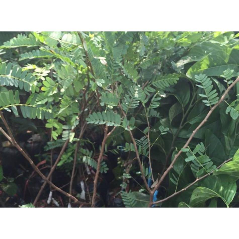 Combo 3 cây giống Me thái ăn ngon