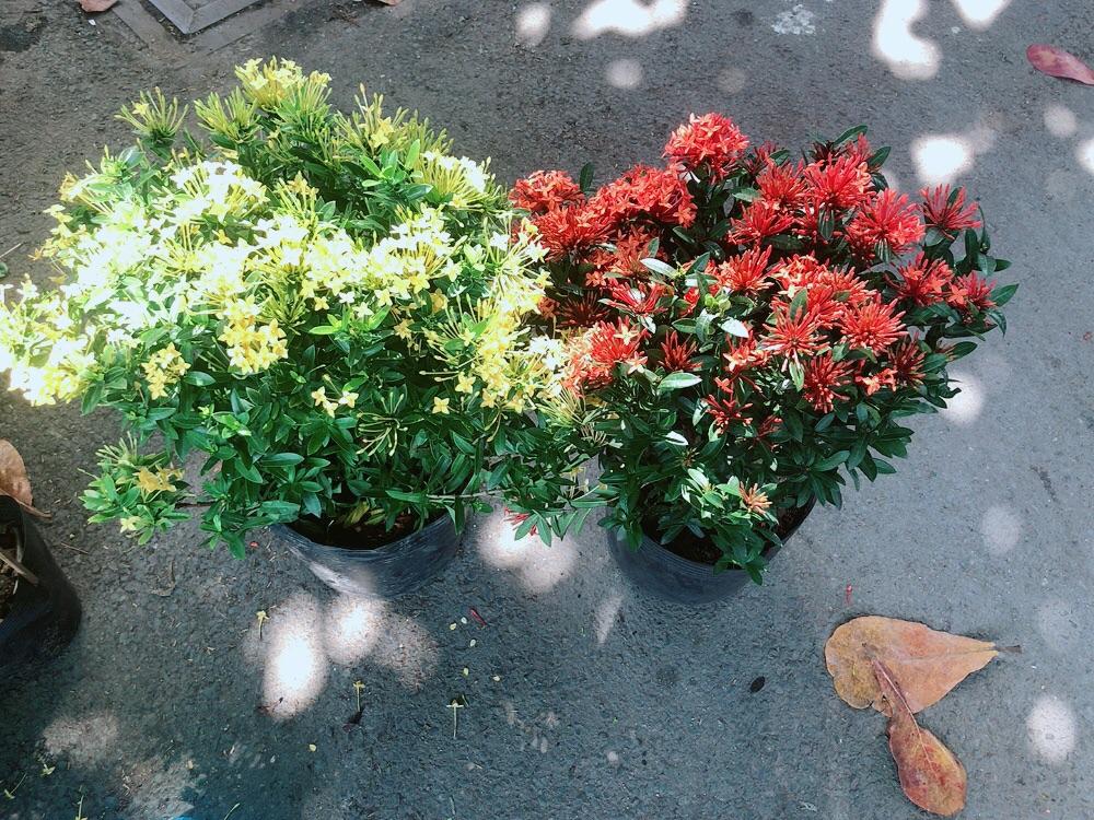 Combo 2 Cây Trang Thái Vàng+Đỏ