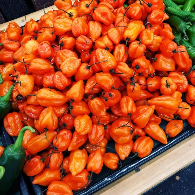 Hạt giống Ớt Siêu Cay Habanero Mỹ