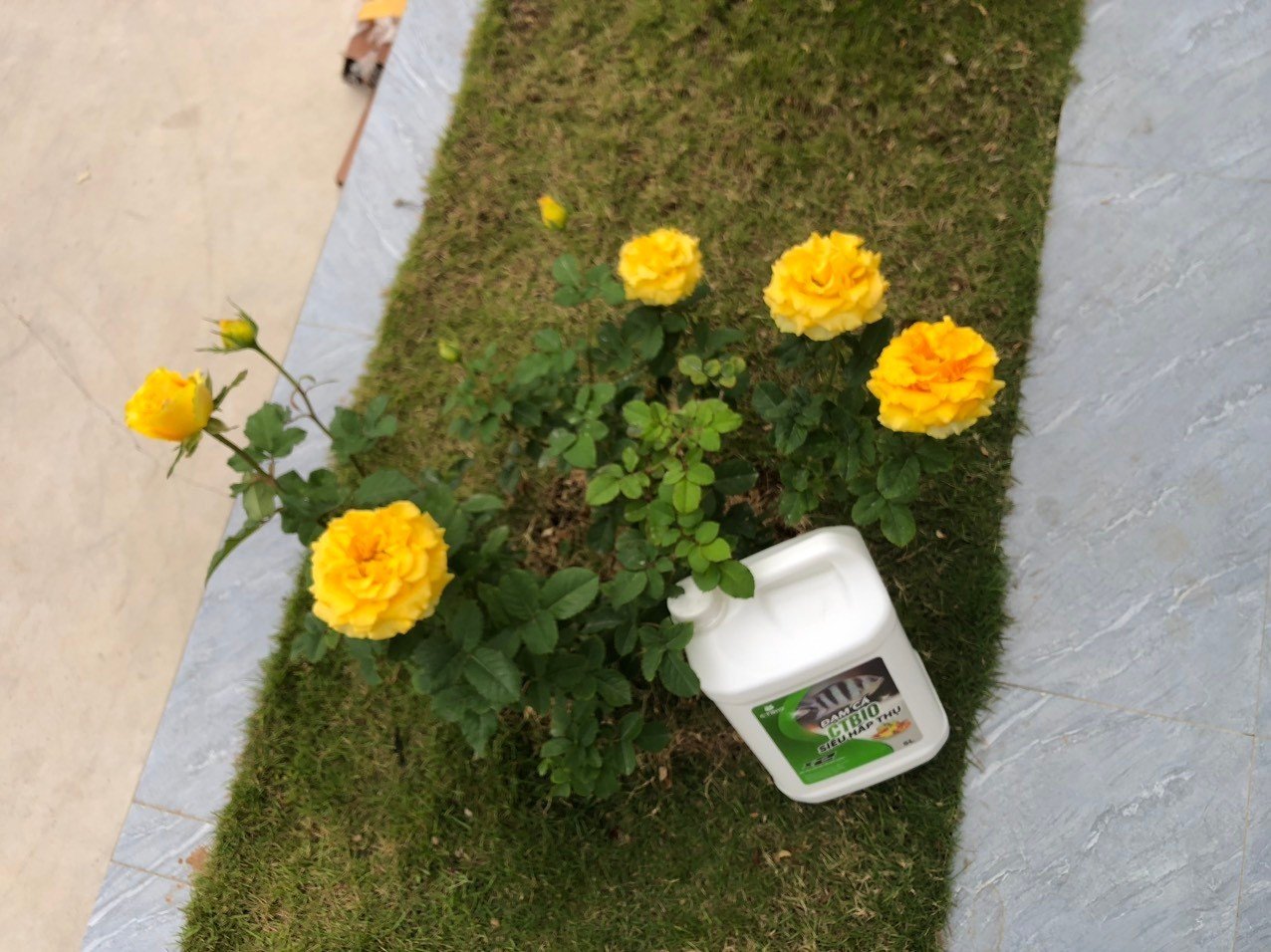Siêu cải tạo đất với bộ 3 - Emzeo Đa chủng vi sinh vật + Đạm cá hữu cơ CTBIO +Axit Humic - giúp cải tạo cho diện tích 100m2