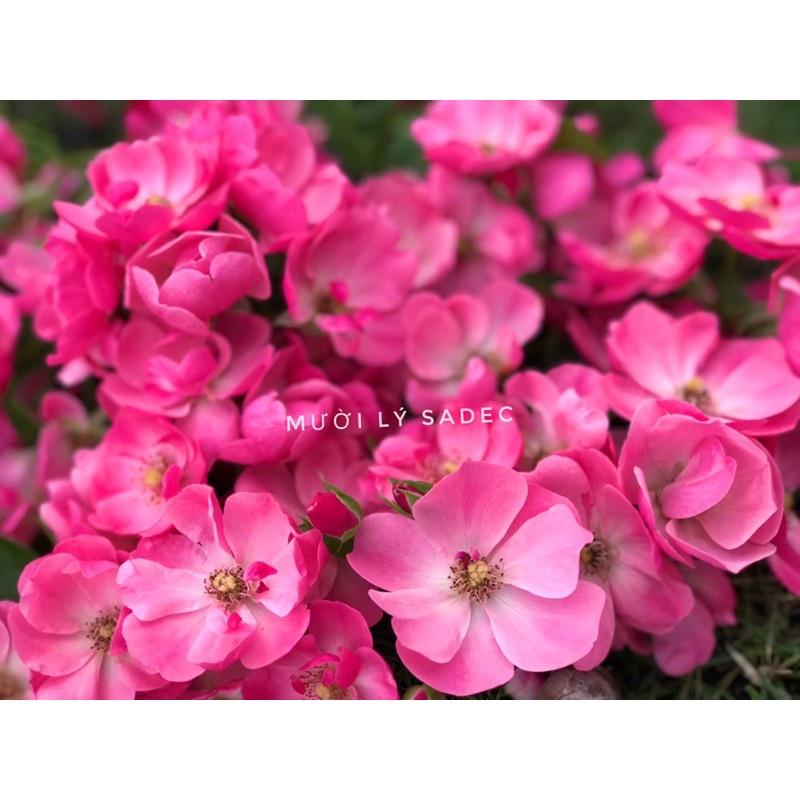 Hoa hồng ngoại Angela- chậu to cây trưởng thành