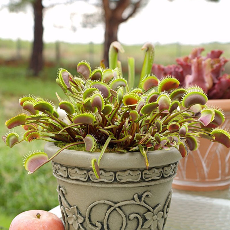 Combo 2 gói Hạt giống cây Bắt Ruồi + Diệt Côn Trùng tặng kèm gói kích hạt nãy mầm