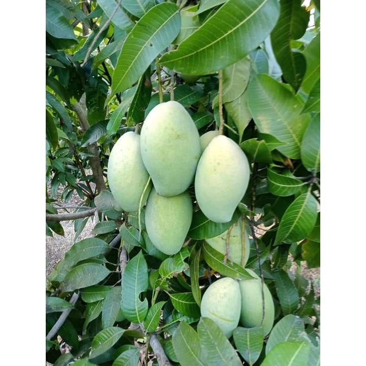 Cấy giống Xoài Keo CamPuchia.