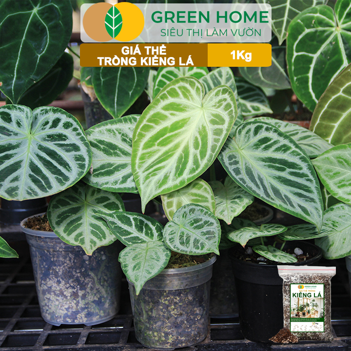 Đất Trồng Kiểng Lá Greenhome, Bao 1kg, Giá Thể Trộn Sẵn, Tiện Lợi Cho Monstera, Rễ Khoẻ