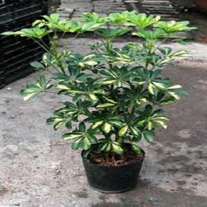 CÂY NGŨ GIA BÌ CHÂN CHIM LÁ CẨM THẠCH