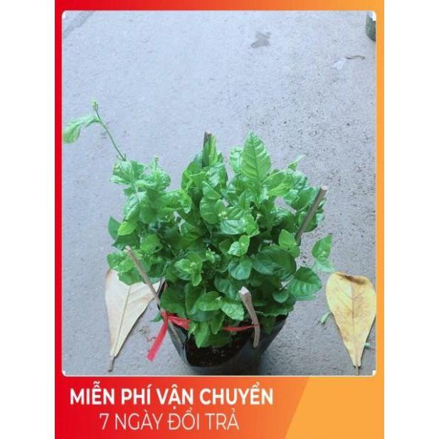 Hoa Nhài Thơm