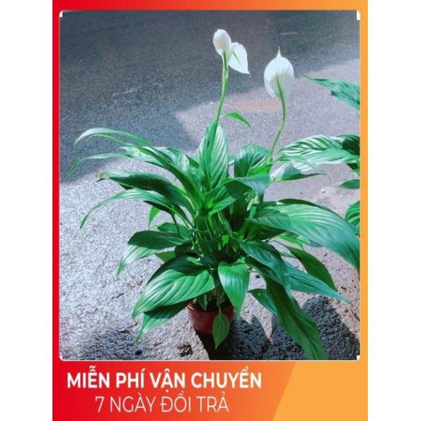 Chậu Hoa Lan Ý Có Hoa Sẵn