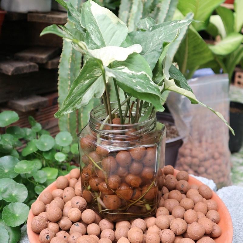 Viên đất nung Popper hạt Leca hỗ trợ trồng cây thuỷ sinh, giúp bám rễ tốt, thoáng khí