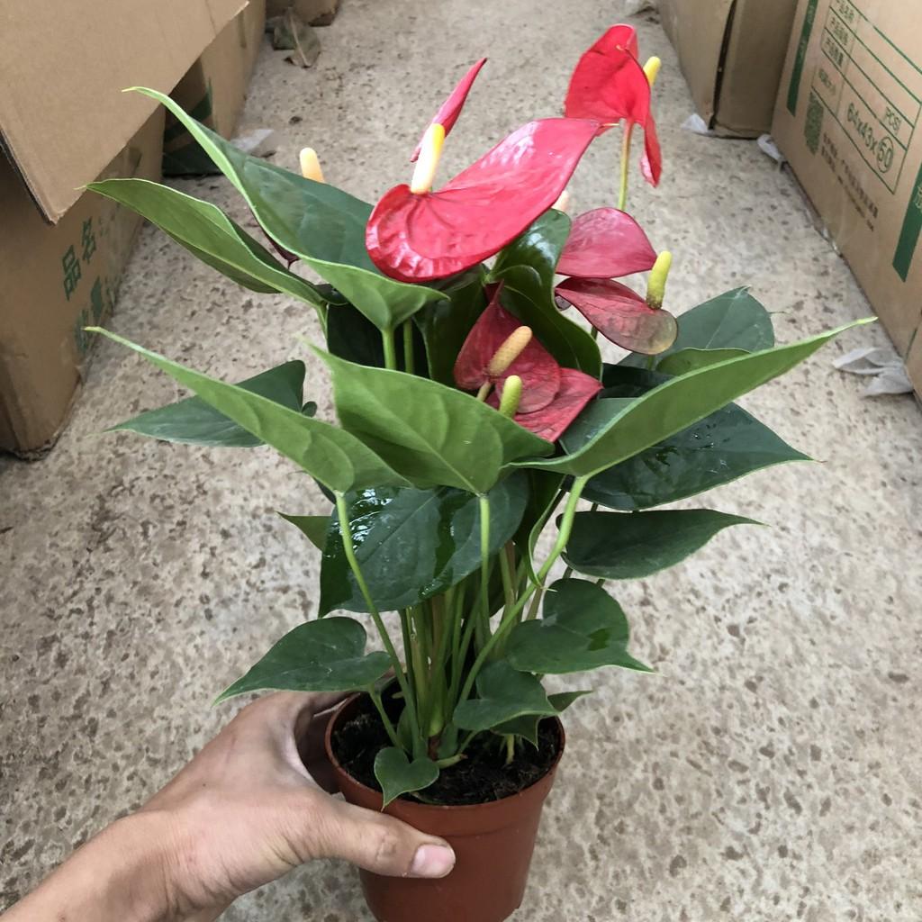 Cây hồng môn đỏ siêu hoa, chiều cao 25-30cm, hoa cực to đẹp dễ chăm sóc thích hợp trang trí phòng khách, để bàn