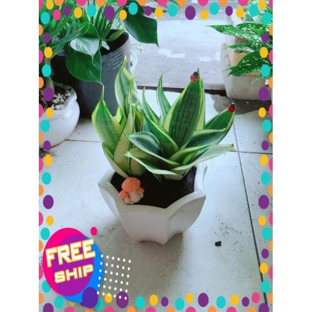 Chậu Lưỡi Hổ Thái Vàng