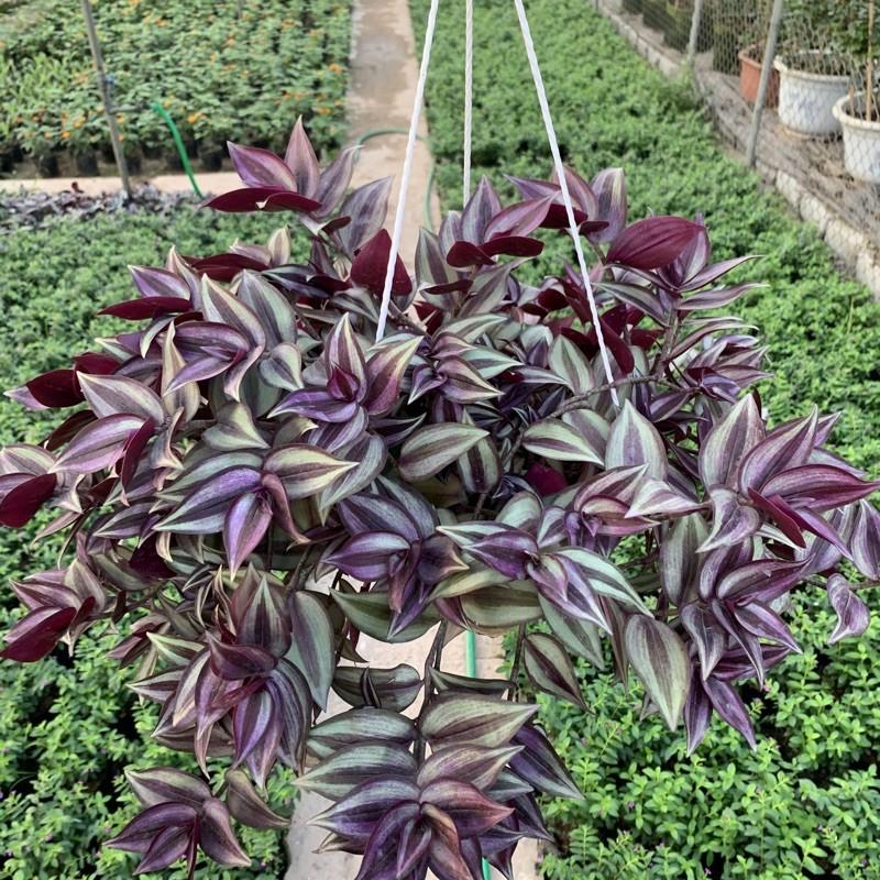 Chậu thài lài treo rủ dài 15-20cm, màu sắc nổi bật đẹp mắt, chậu cây treo trang trí ban công, sân vườn