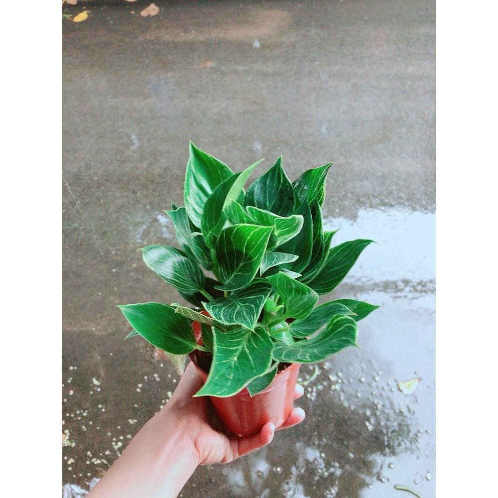 Cây Trầu Bà Cẩm Thạch Hay Trầu Bà Kim Cương Hoặc PHILODENDRON BIRKIN