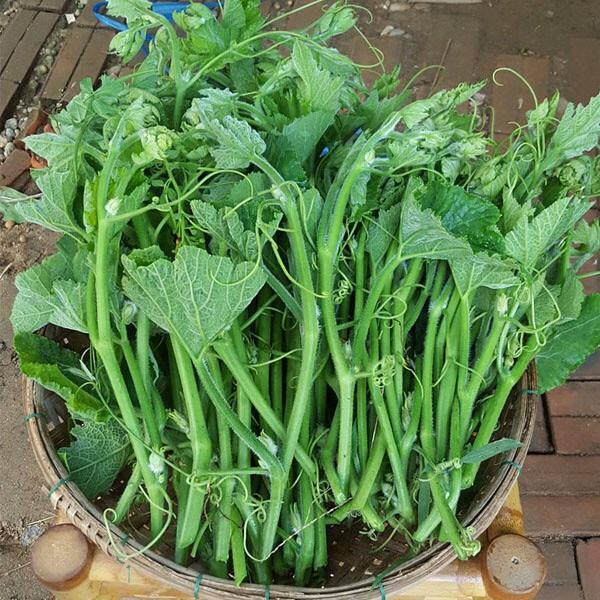 Hạt giống bí siêu ngọn gói 20g