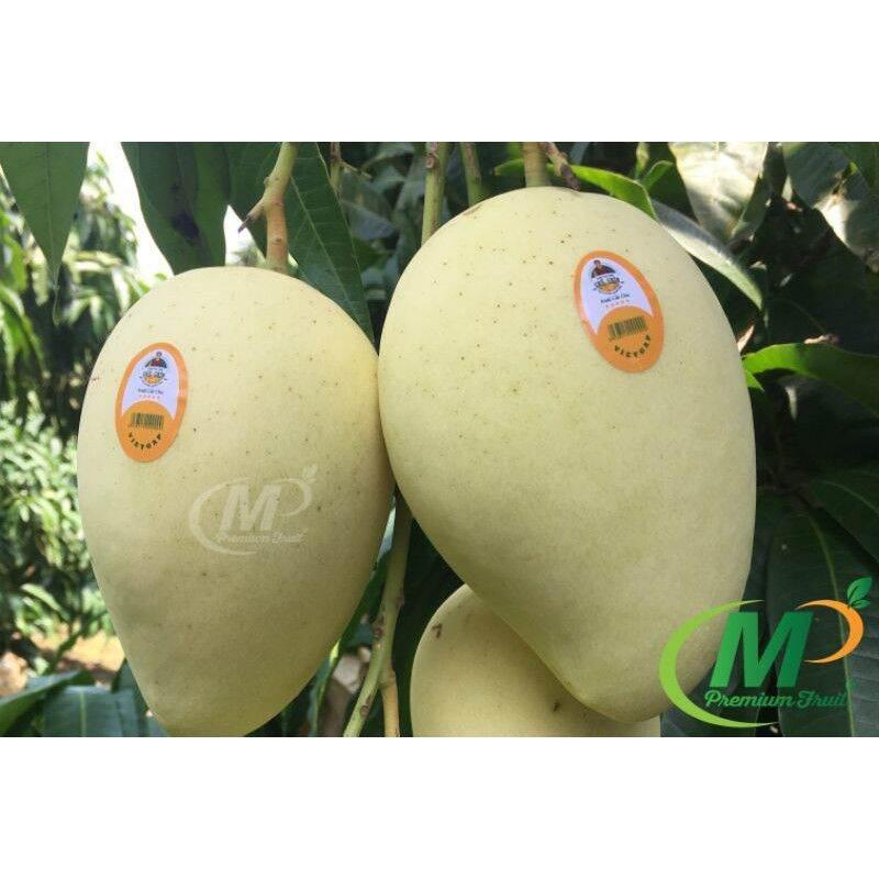 Cây giống XOÀI cát hòa lộc siêu sớm