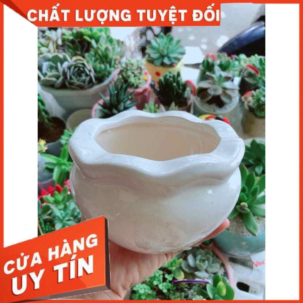 Chậu tráng men trồng cây Nhiều Người Mua