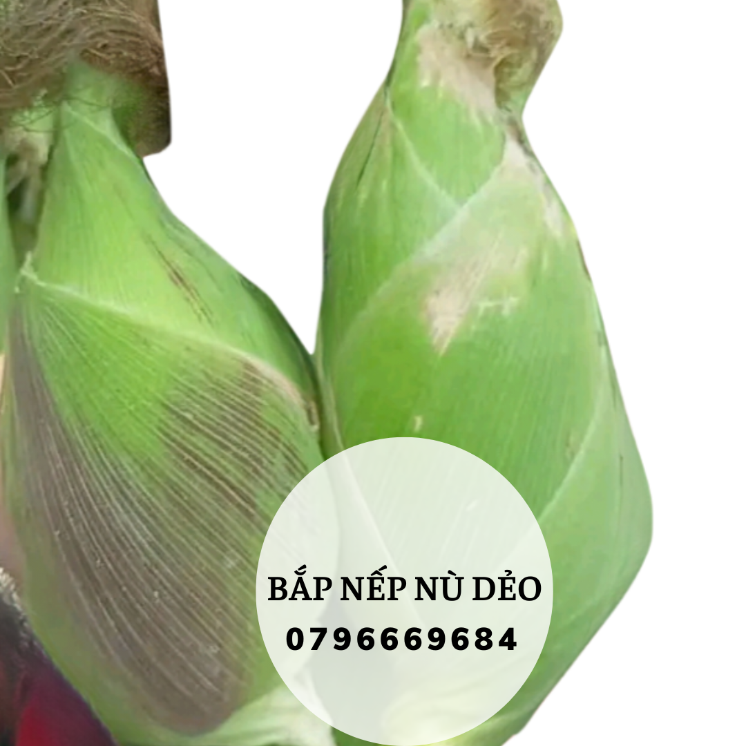 Hạt giống bắp nếp dẻo dạng nù gói 500 hạt