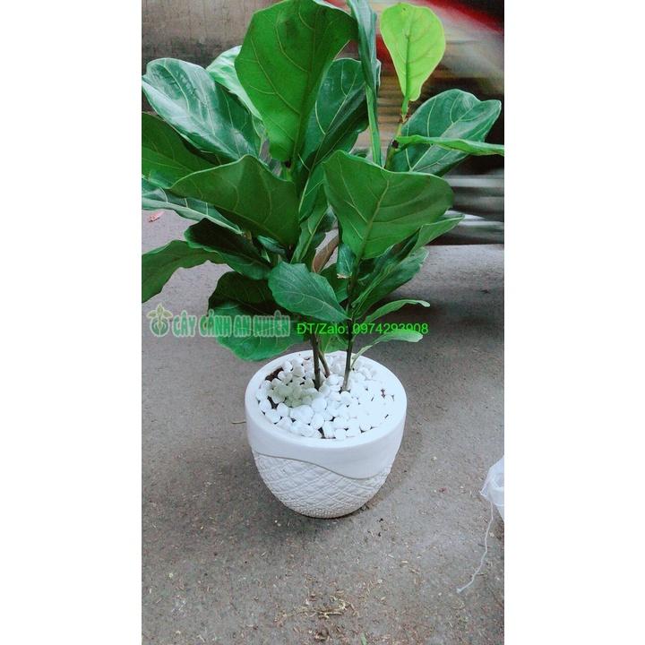 Chậu Cây Bàng Singapore