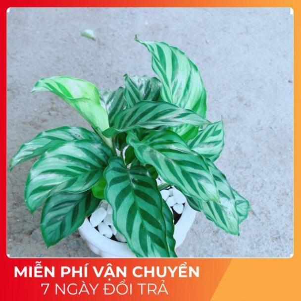 Chậu Đuôi Công Xanh