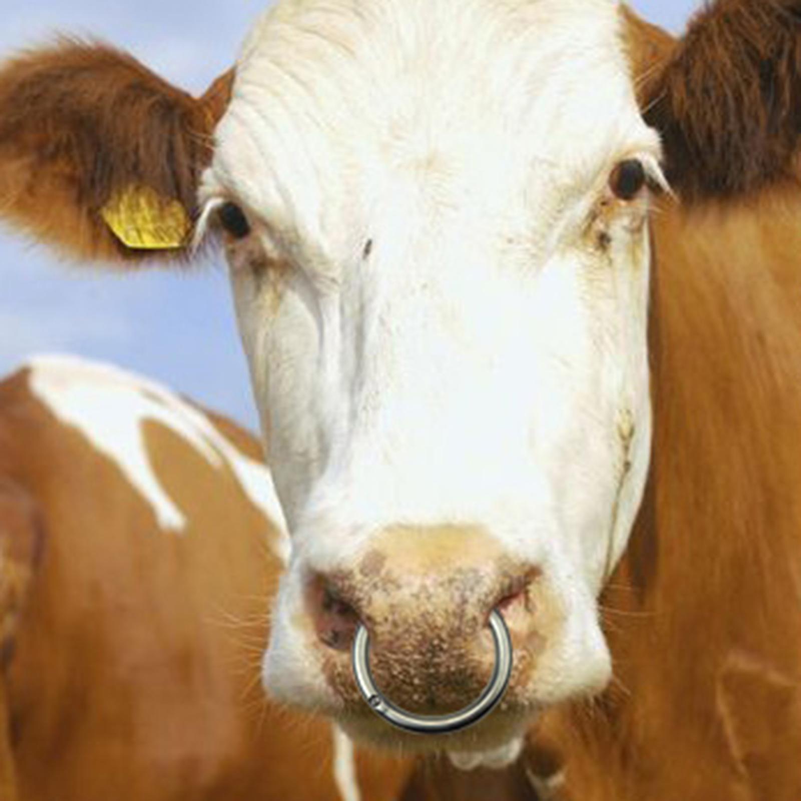 Cattle Nose  Smooth Husbandry Accessory Durable for Supplies Accessories