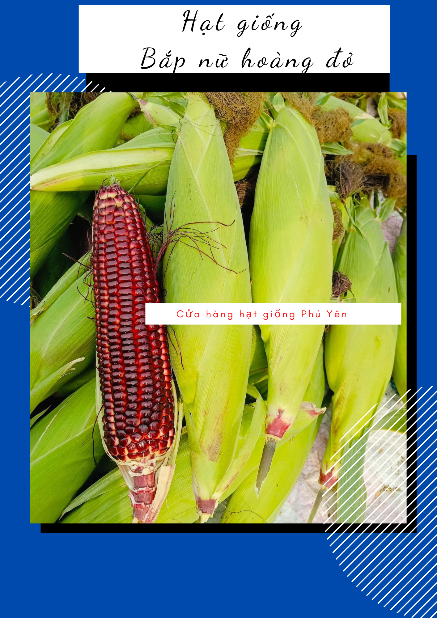 Hạt giống bắp nữ hoàng đỏ gói 50 hạt