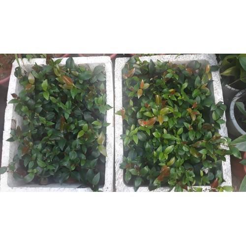 Bầu cây giống hoa bạch trà, hàng cực hiếm, gửi đi nguyên bầu - BCGBT