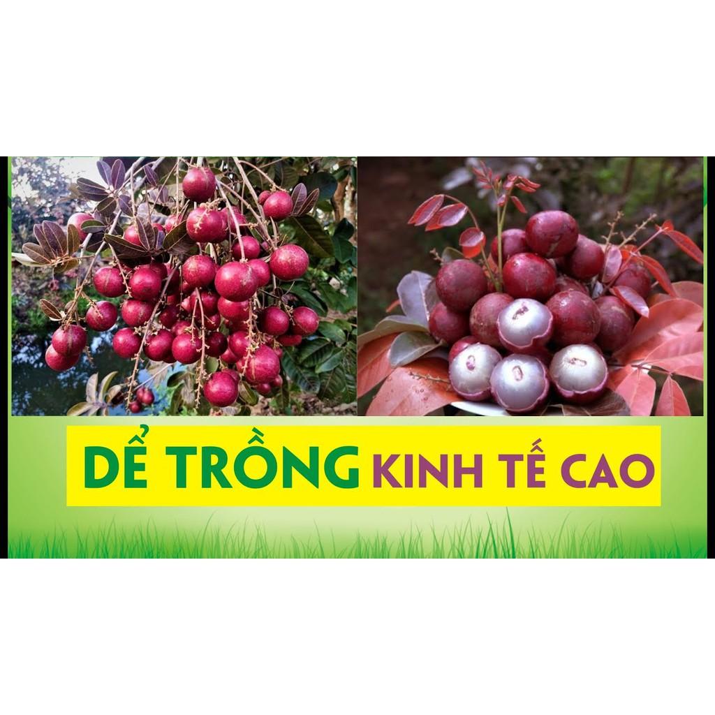Cây giống Nhãn Tím .