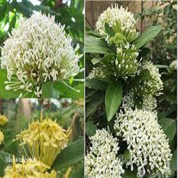 CHẬU HOA MẪU ĐƠN TRẮNG ĐƠN TA, HOA RẤT THƠM